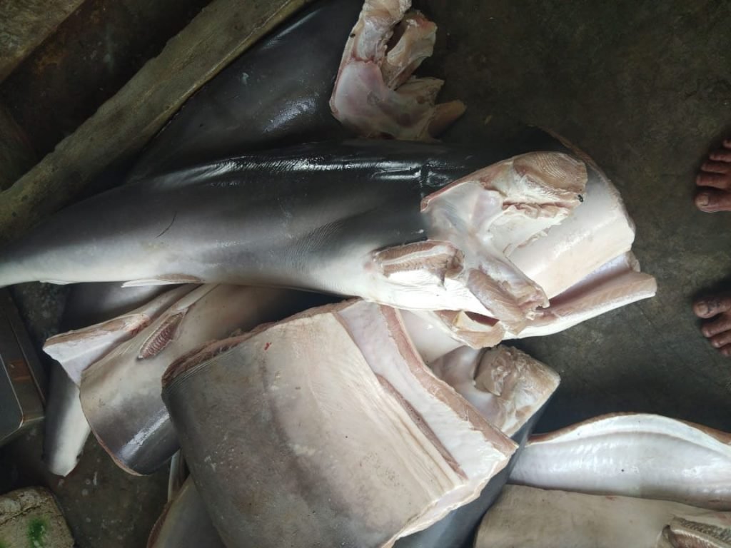 Daging hiu yang dikumpul Risno/Agus Mawan
