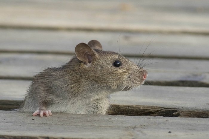  Jenis  Penyakit Disebabkan Tikus  yang Harus Diwaspadai 